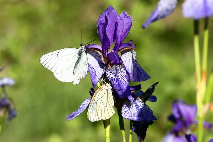 iris e farfalle